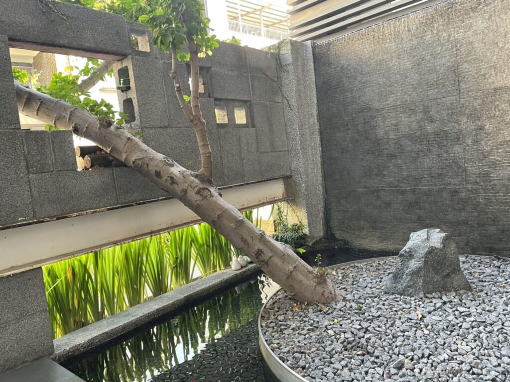 高雄苓雅咖啡廳推薦|Beetle Tree Café|隱身在鬧區的精品咖啡廳 Beetle Tree Café|水池、鯉魚、枯樹