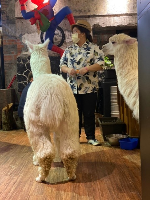 陽明山草泥馬餐廳|大衛小小羊,有草泥馬的親子餐廳,好吃又好玩~ 大衛小小羊-草泥馬親子餐廳
