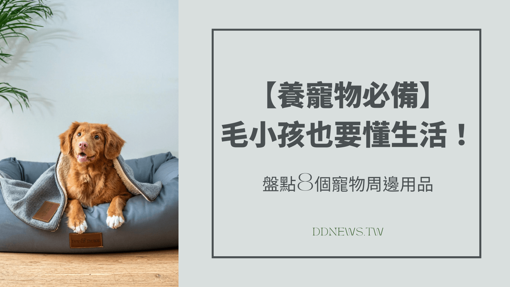 寵物日常 盤點8個寵物周邊用品,從配件到小物一次整理給你看
