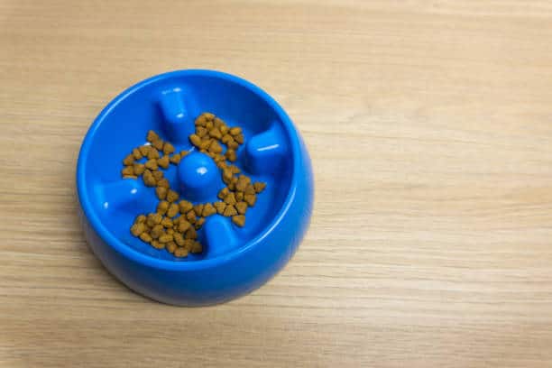 【養寵物必備】毛小孩也要懂生活!盤點8個寵物周邊用品,從配件到小物一次整理給你看~ 叮咚News|分享新奇與樂趣