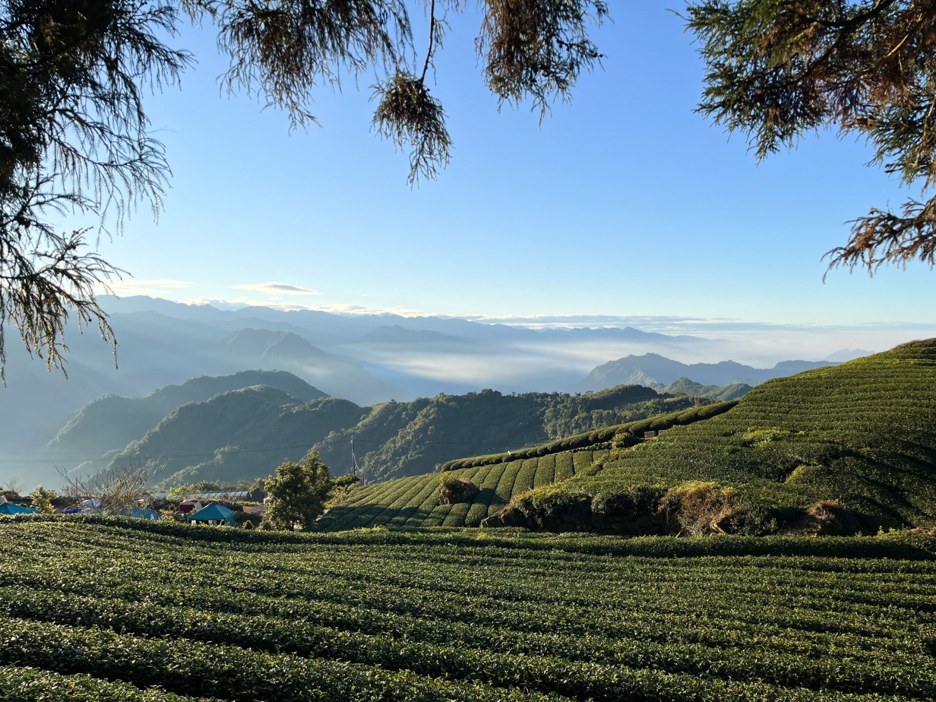 阿里山露營｜360度環繞阿里山絕美山景
