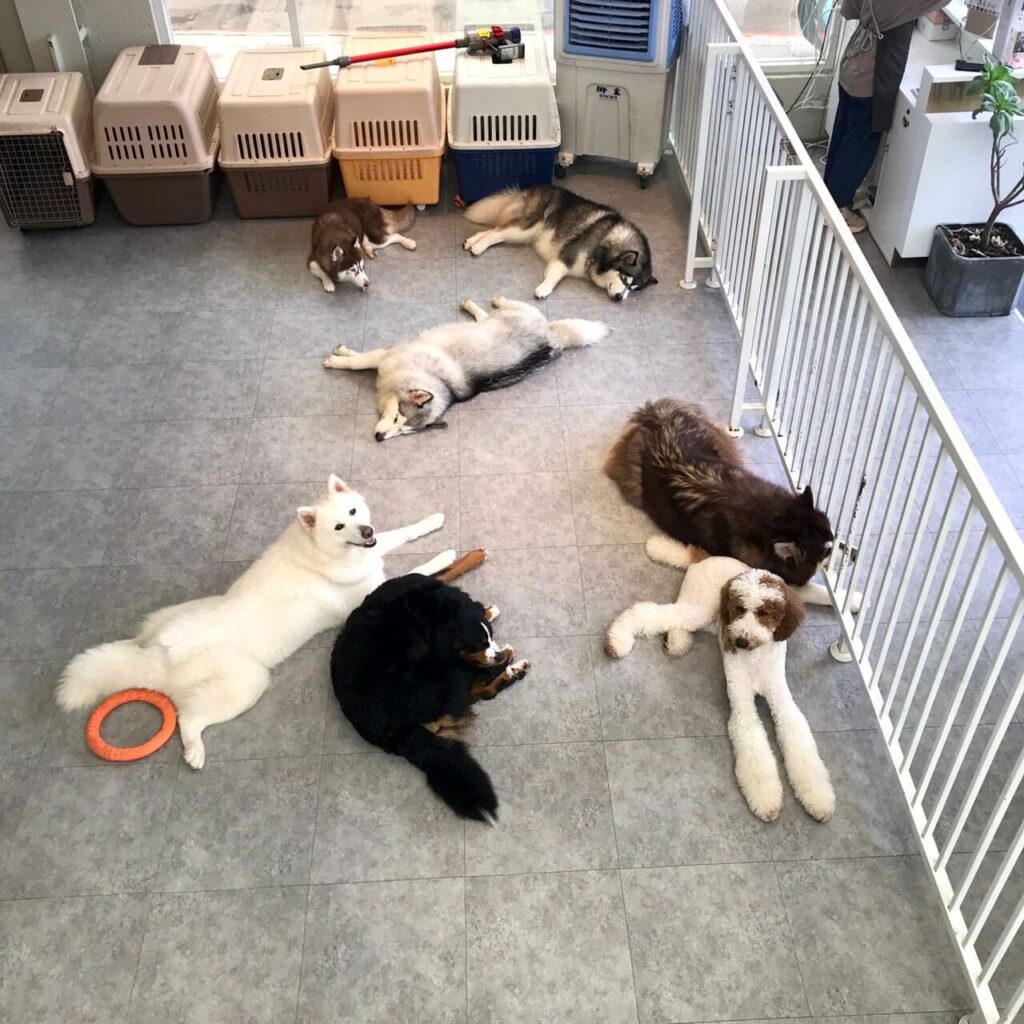 台中寵物友善餐廳|8隻店狗勾爆擊你的心!帶你開箱隱藏小巷內的Nago Nago~ 大狗狗一次看個夠-2