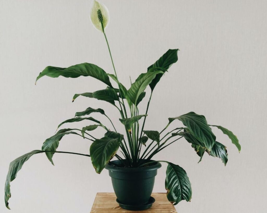 植物殺手看過來!6種淨化空氣的室內植物超好養,讓你擺脫灰手指稱號 2.白鶴芋 Peace Lily