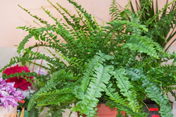 植物殺手看過來!6種淨化空氣的室內植物超好養,讓你擺脫灰手指稱號 5. 鐵線蕨 Southern Maidenhair Fern