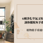 植物殺手看過來！6種淨化空氣的室內植物超好養，讓你擺脫灰手指稱號