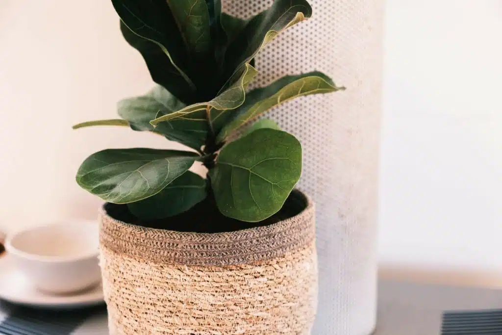 4. 琴葉榕 Fiddle-leaf fig