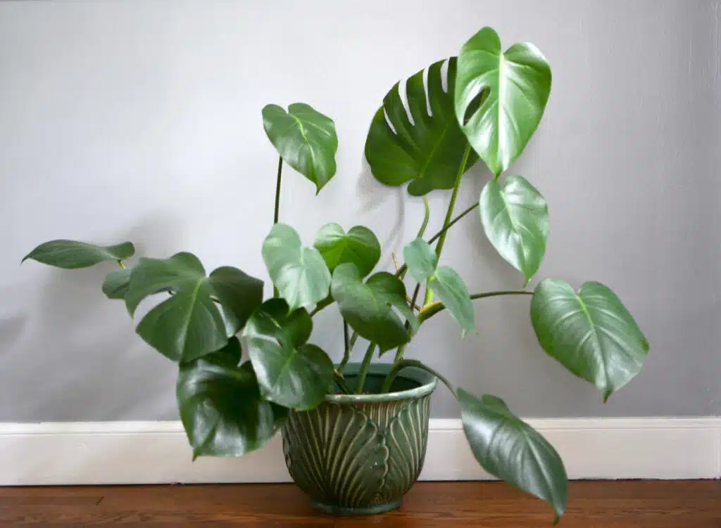 3.龜背芋 Swiss Cheese Plant