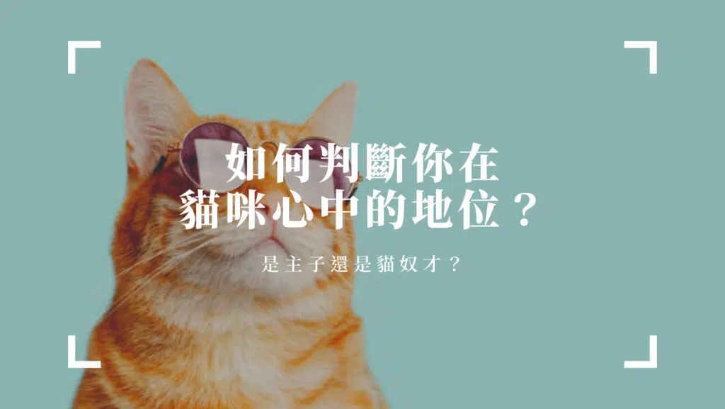 【貓奴必看】如何判斷你在貓咪心中的地位？是主子還是貓奴才？