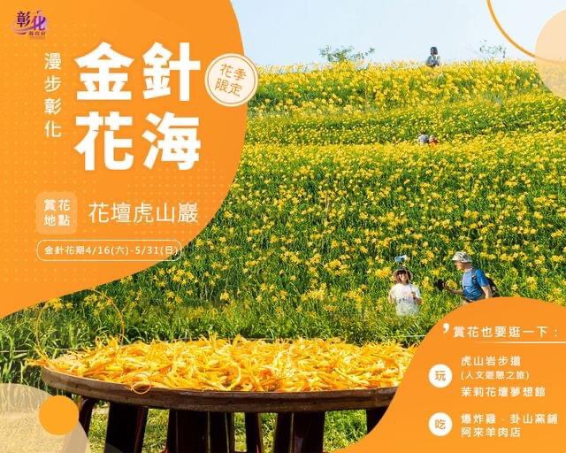 彰化虎山巖金針花季