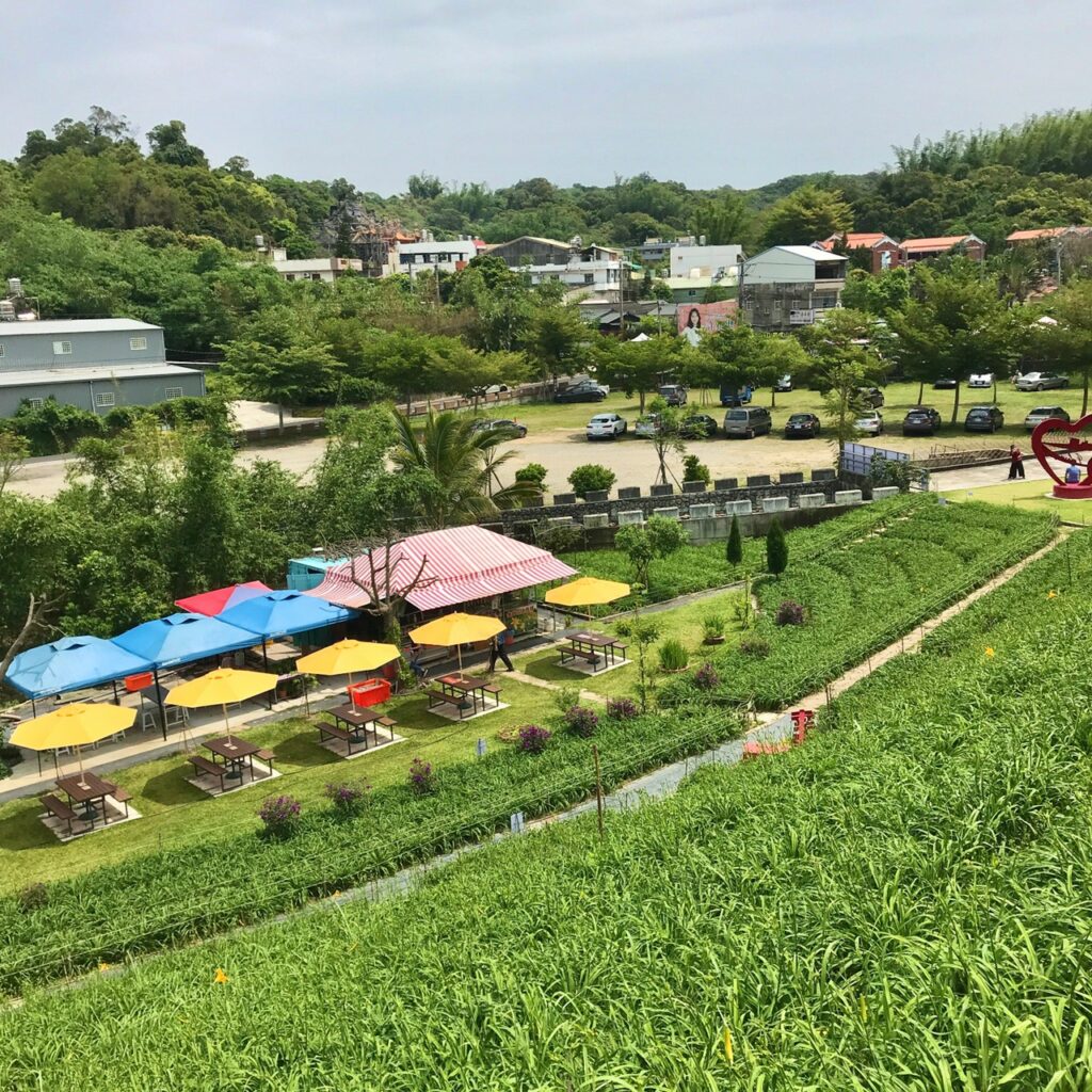 彰化虎山巖金針花季