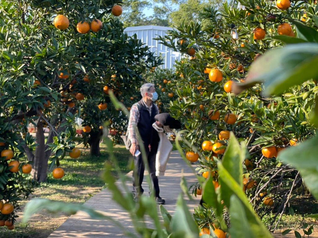 【橙香森林】苗栗著名網紅景點,好拍又好玩的台灣版濟州島浪漫橘子園 圖10