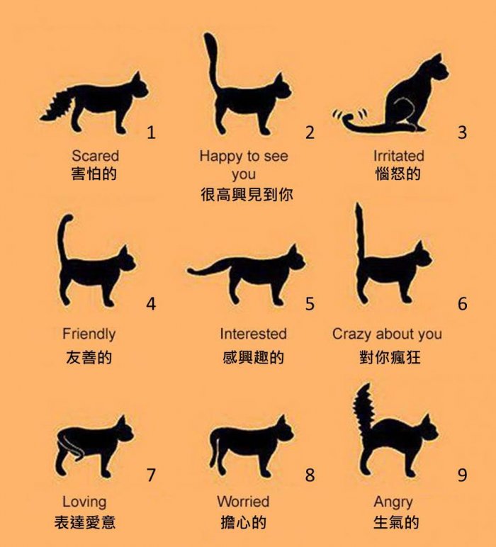 【貓奴必看】貓咪心情難捉摸?讀懂貓咪尾巴的9項特徵,與主子感情更加溫! 圖3-貓咪尾巴特徵