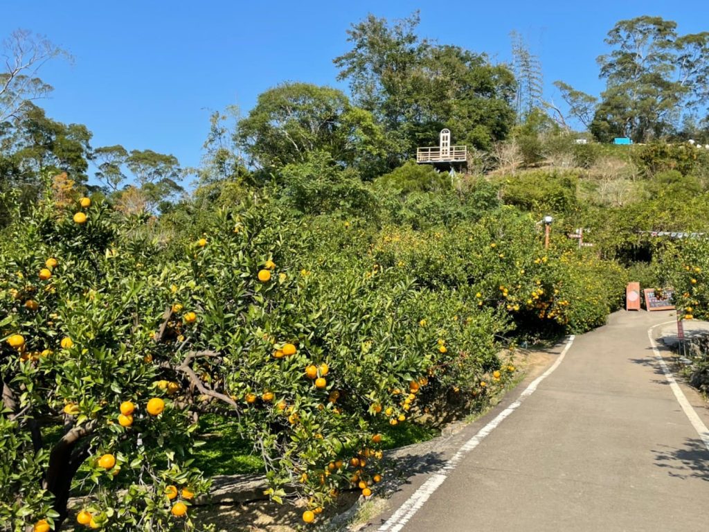 【橙香森林】苗栗著名網紅景點,好拍又好玩的台灣版濟州島浪漫橘子園 圖3
