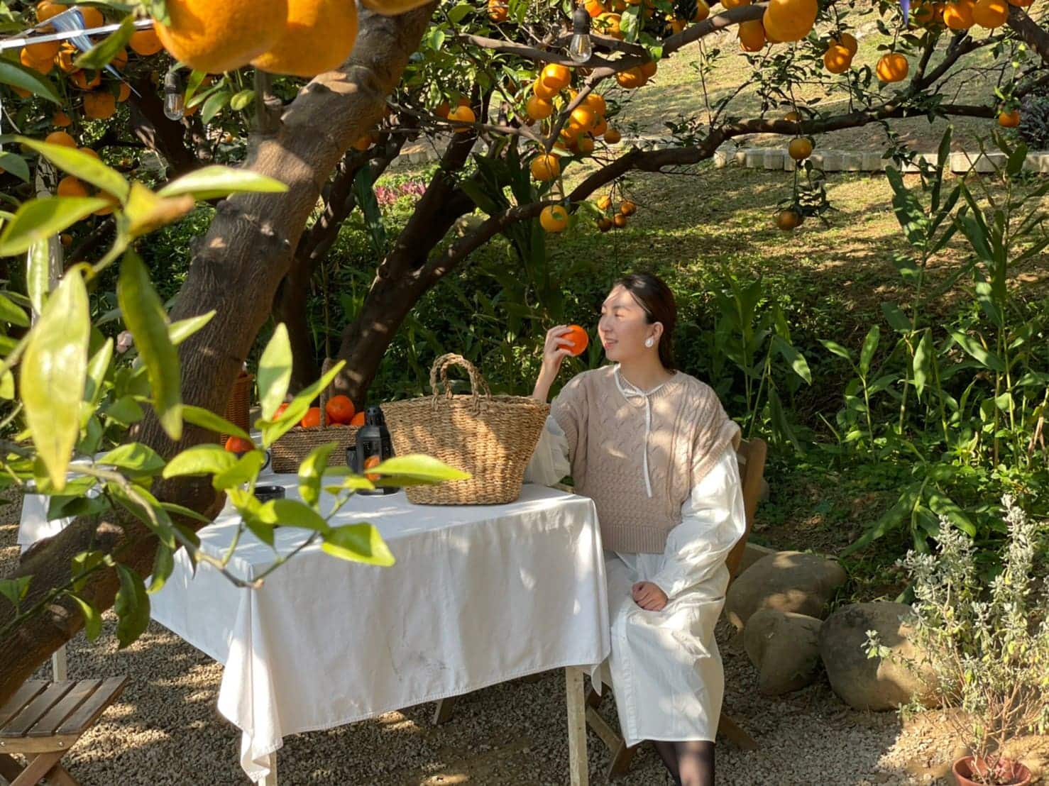 【橙香森林】苗栗著名網紅景點,好拍又好玩的台灣版濟州島浪漫橘子園 圖6