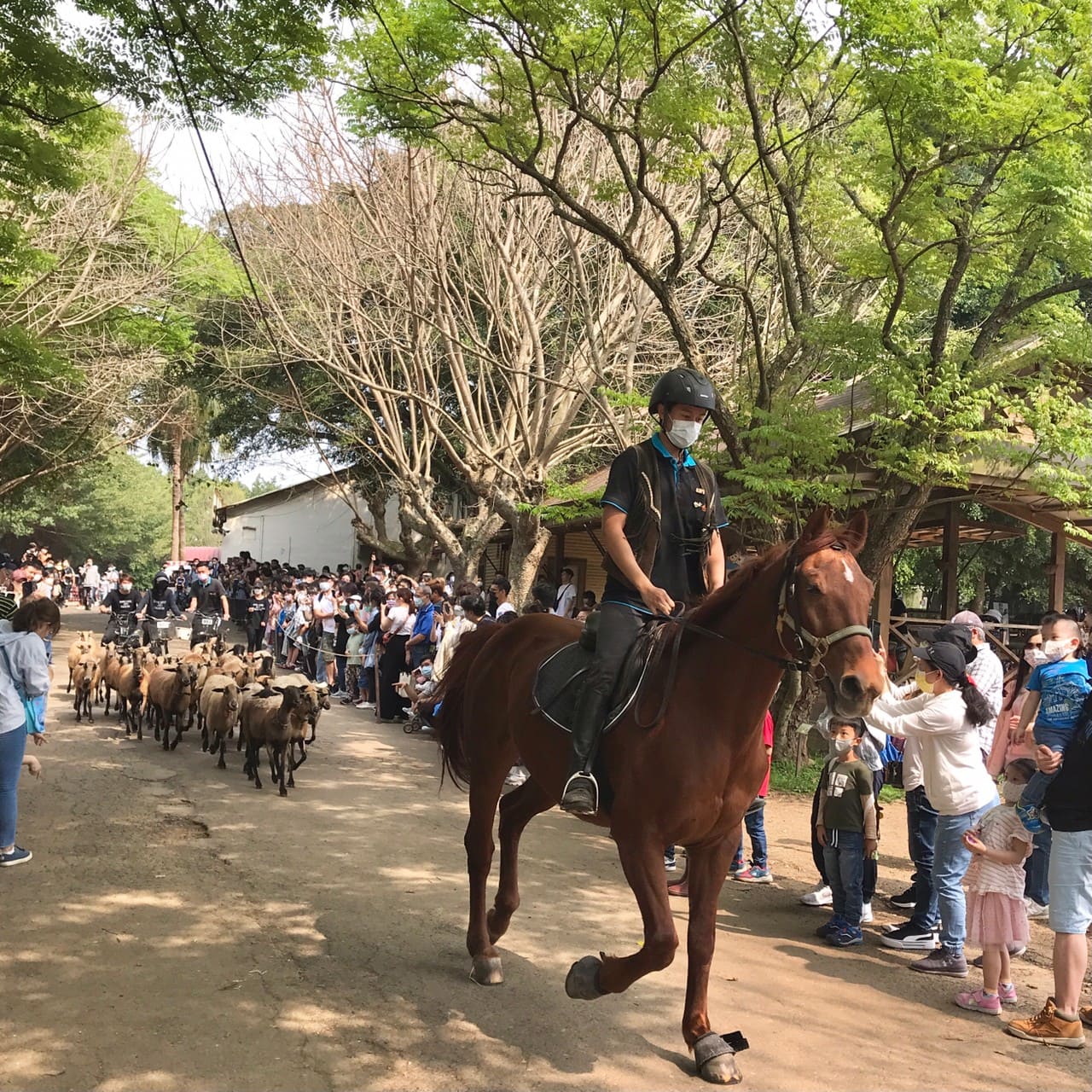 牛仔趕羊秀