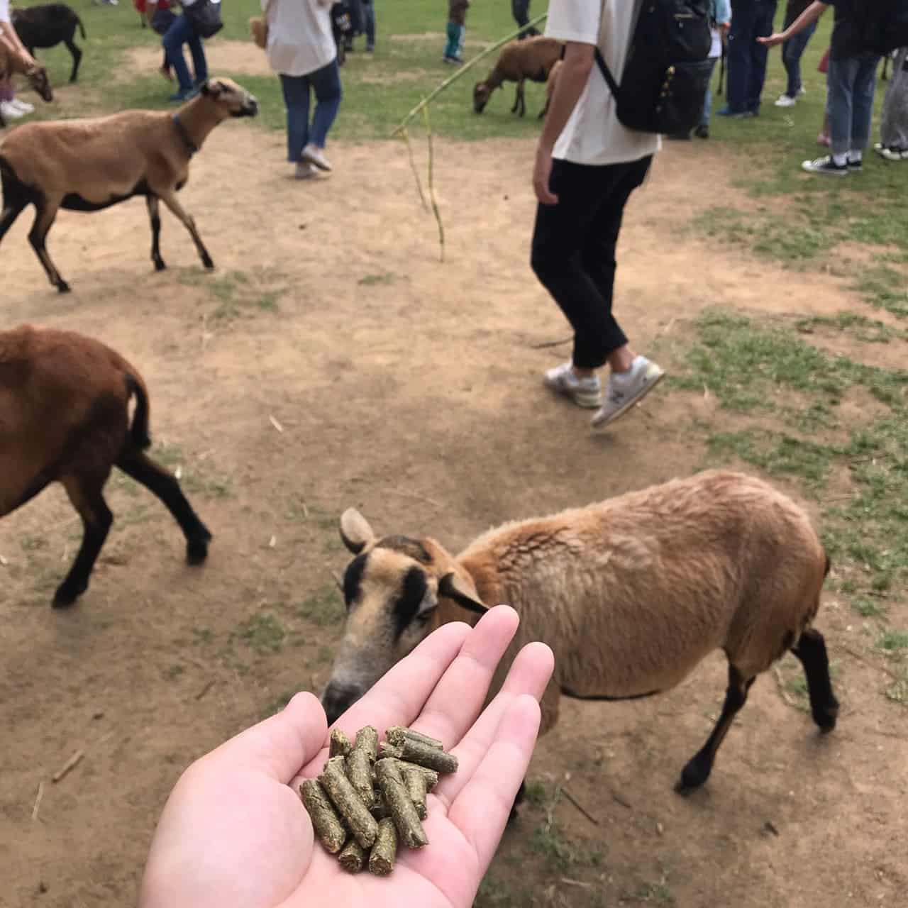 牛仔趕羊秀