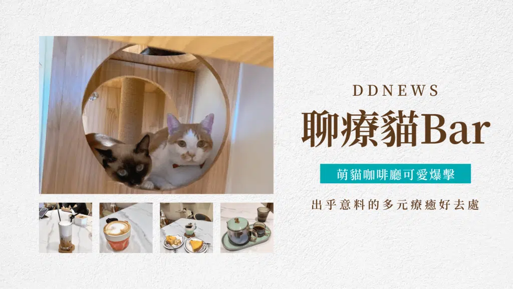聊療貓Bar共學空間｜台中大里區咖啡廳｜貓咪可愛爆擊，融化你的心！出乎意料的多元療癒好去處～
