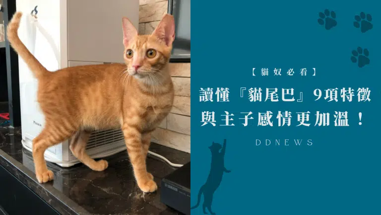 【貓奴必看】貓咪心情難捉摸？讀懂貓咪尾巴的9項特徵，與主子感情更加溫！