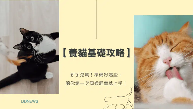 【養貓基礎攻略】養貓新手不用怕，準備好這些，讓你第一次伺候貓皇就上手！