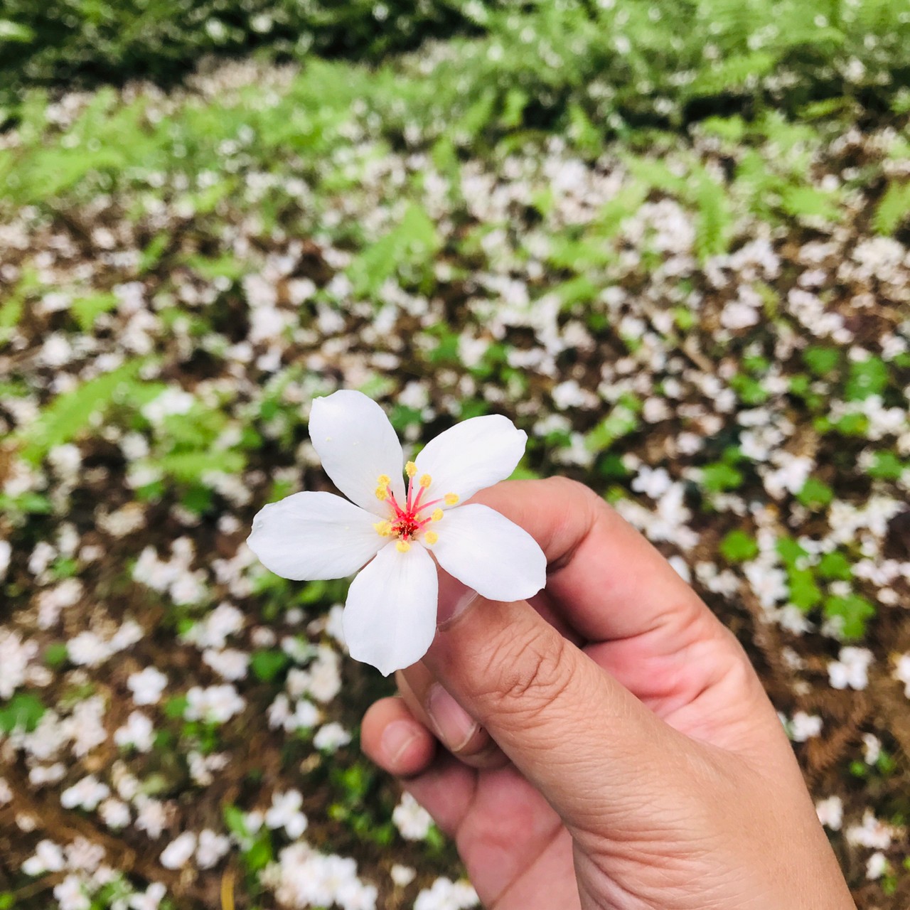 台中桐花步道