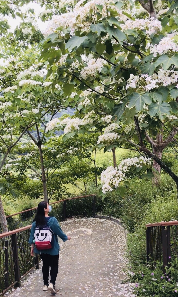 台中桐花公園