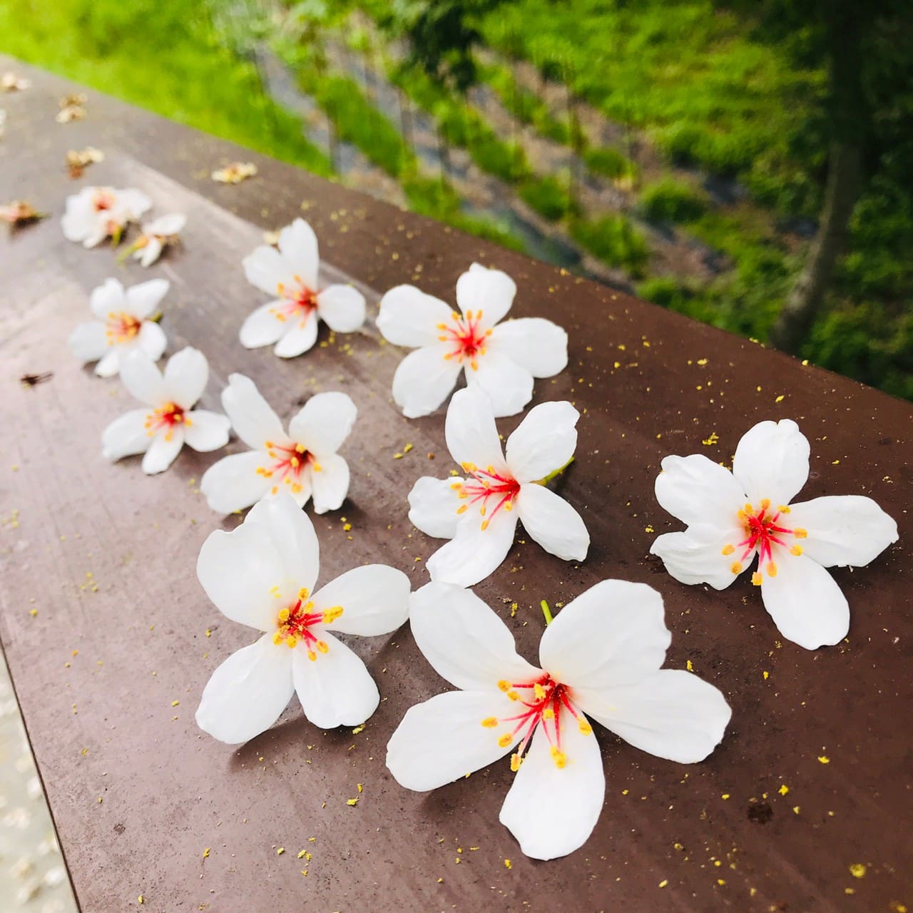 台中桐花步道