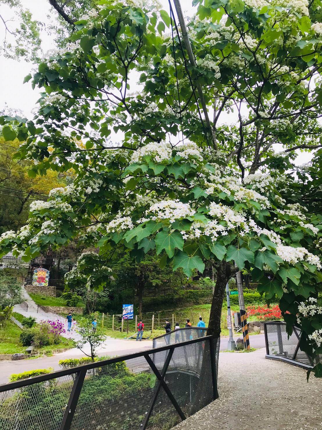桐花台中桐花步道