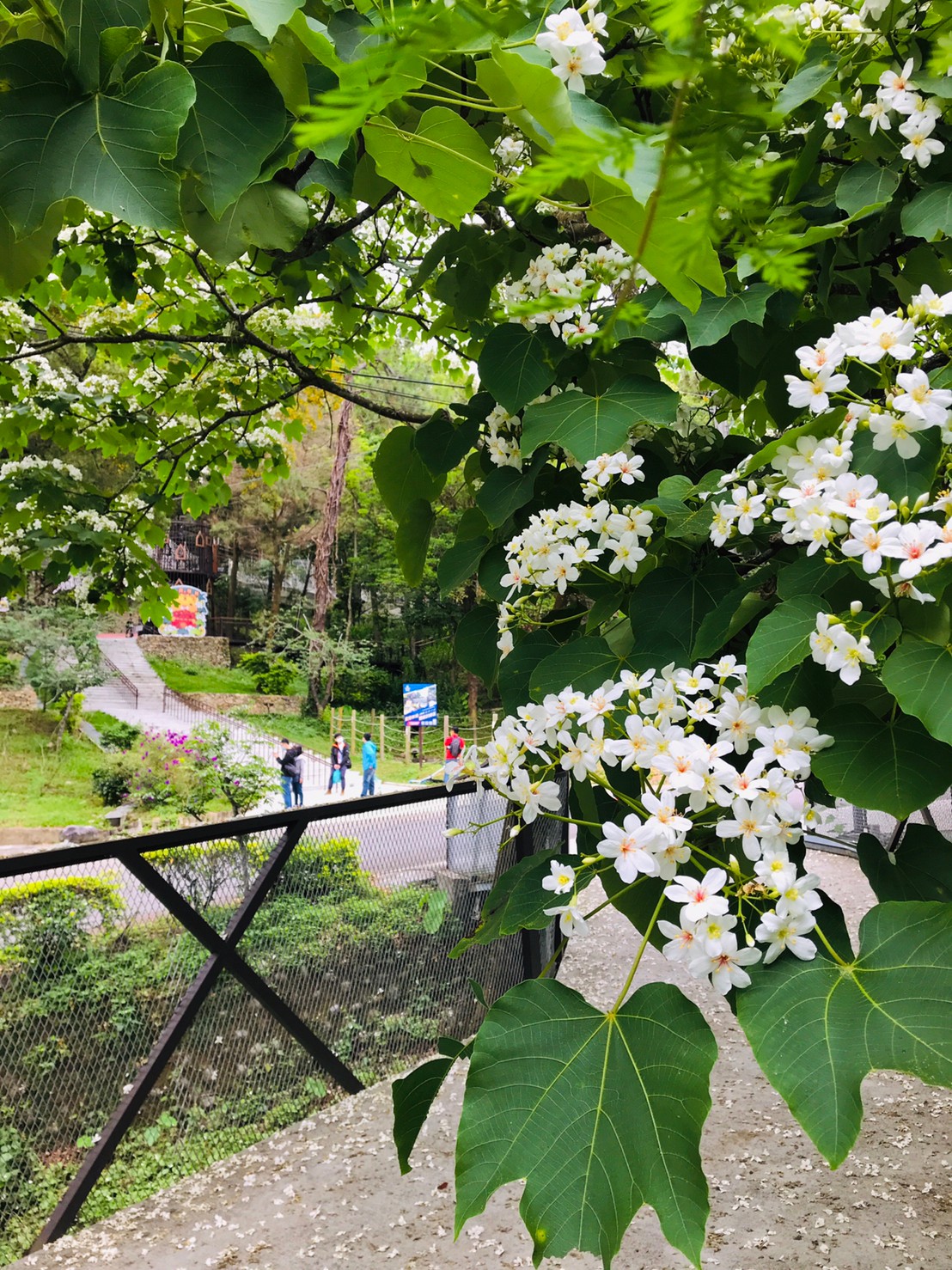 桐花台中桐花步道