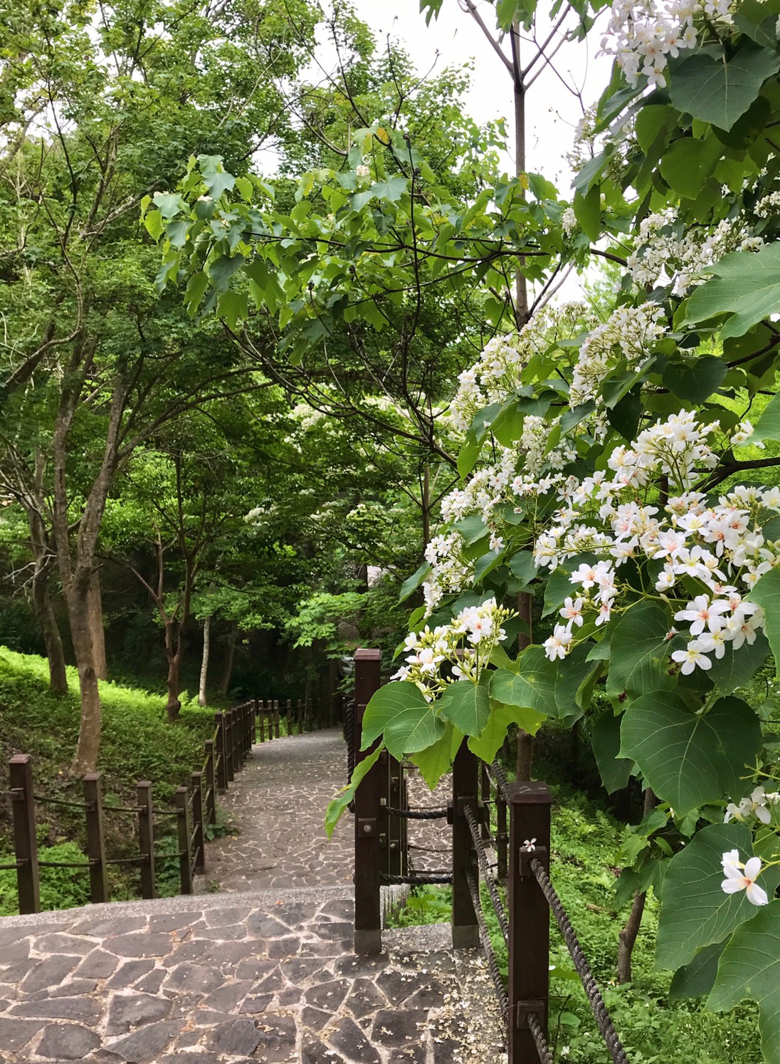台中賞桐花