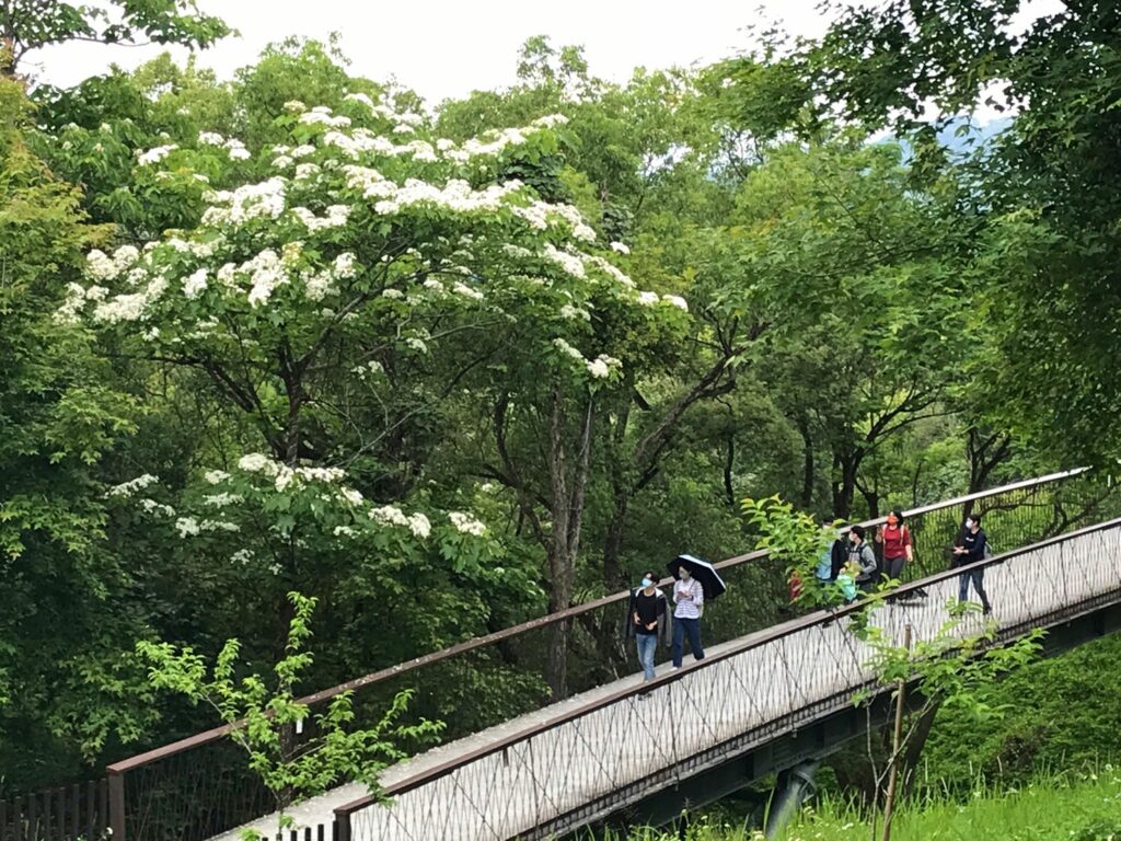 台中賞桐花