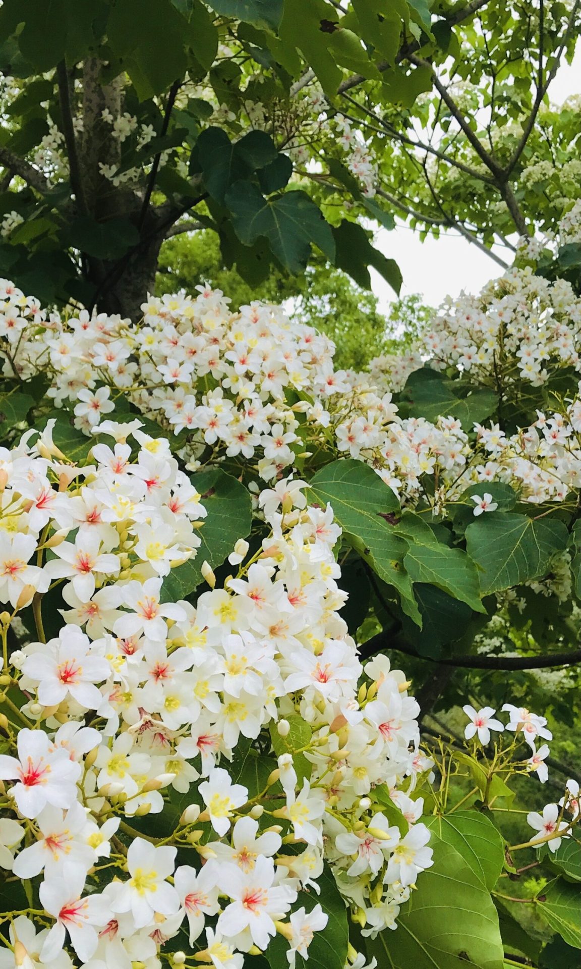 台中桐花公園