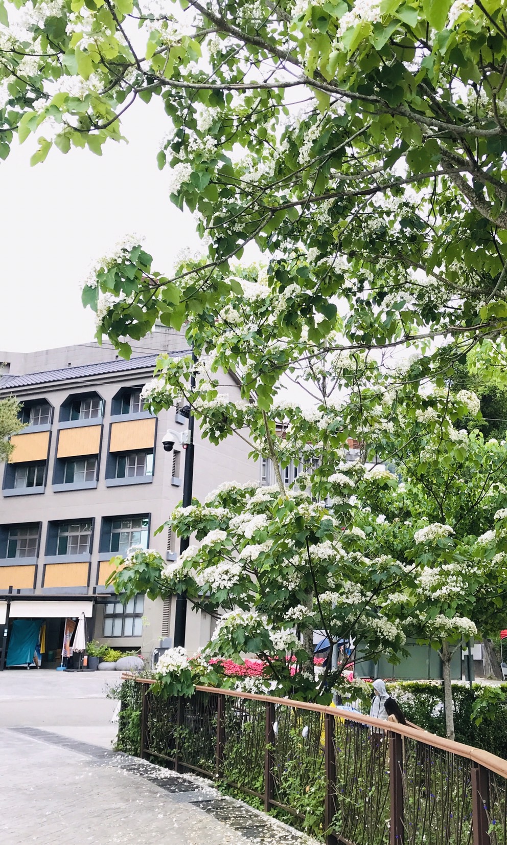 台中賞桐花