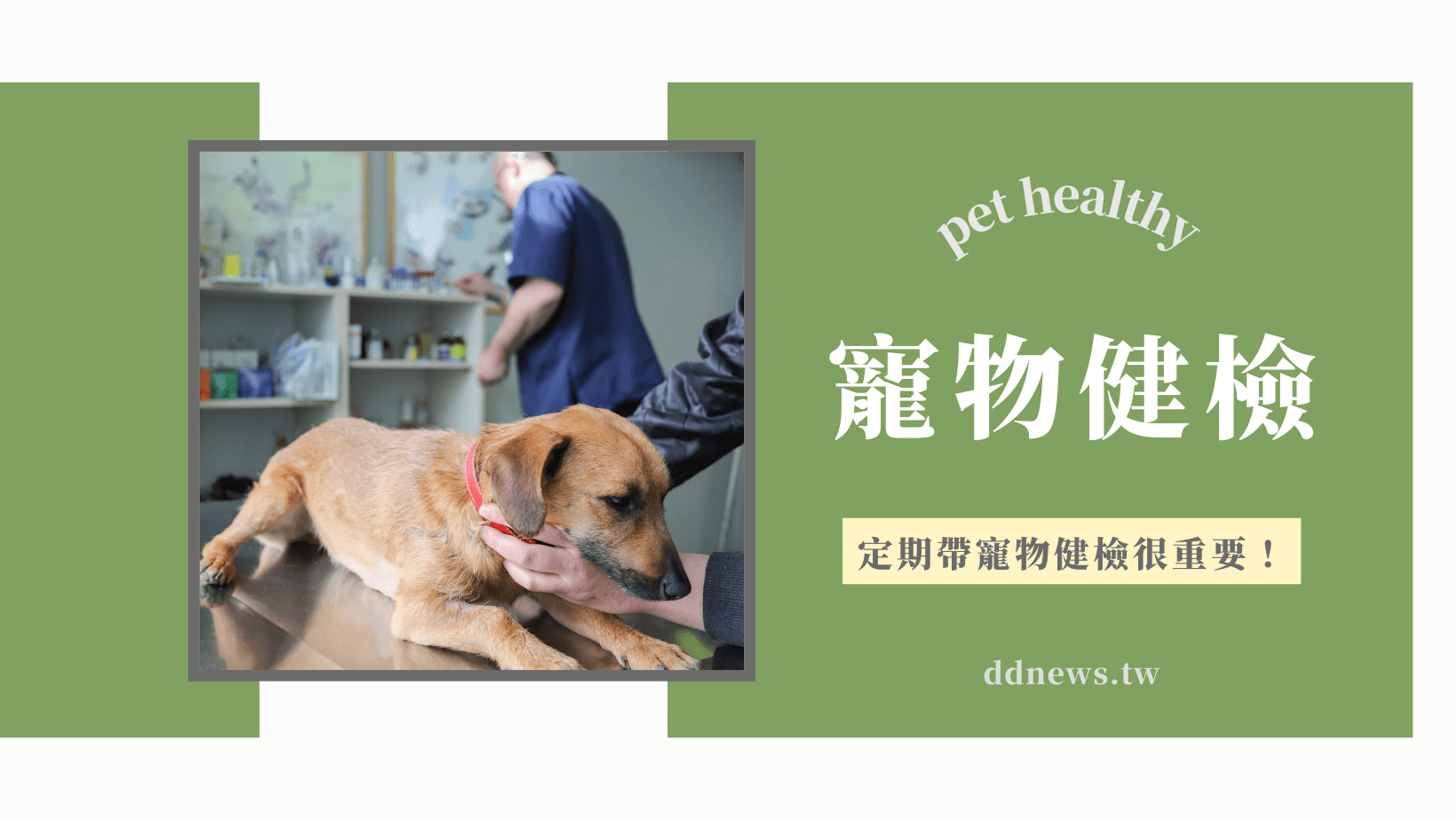 寵物日常 寵物健檢