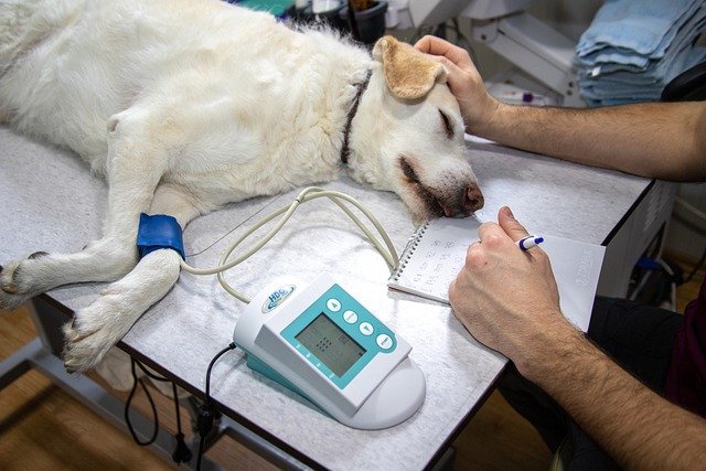【寵物健檢】貓狗需要健康檢查嗎?多久要做一次健檢呢? (圖3)狗狗量血壓