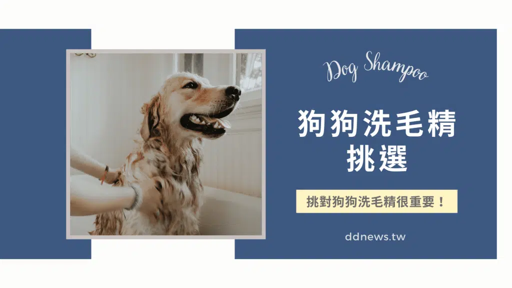 寵物皮膚常常過敏發霉嗎？挑選適合的狗狗洗毛精，讓寶貝遠離皮膚病！