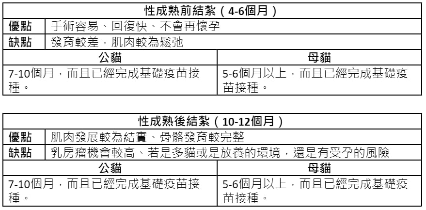 2026最新貓咪結紮資訊|節育流程費用及術後照顧總整理! 叮咚News|分享新奇與樂趣