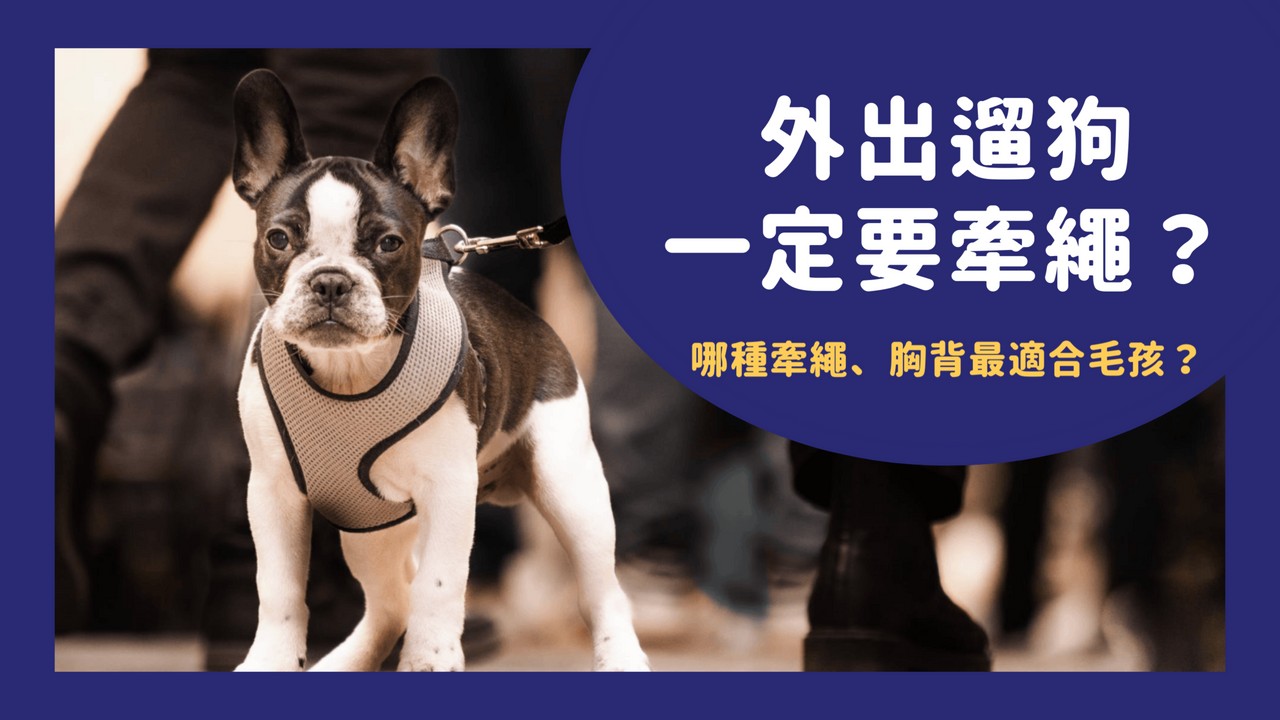 寵物日常 如何挑選寵物牽繩?
