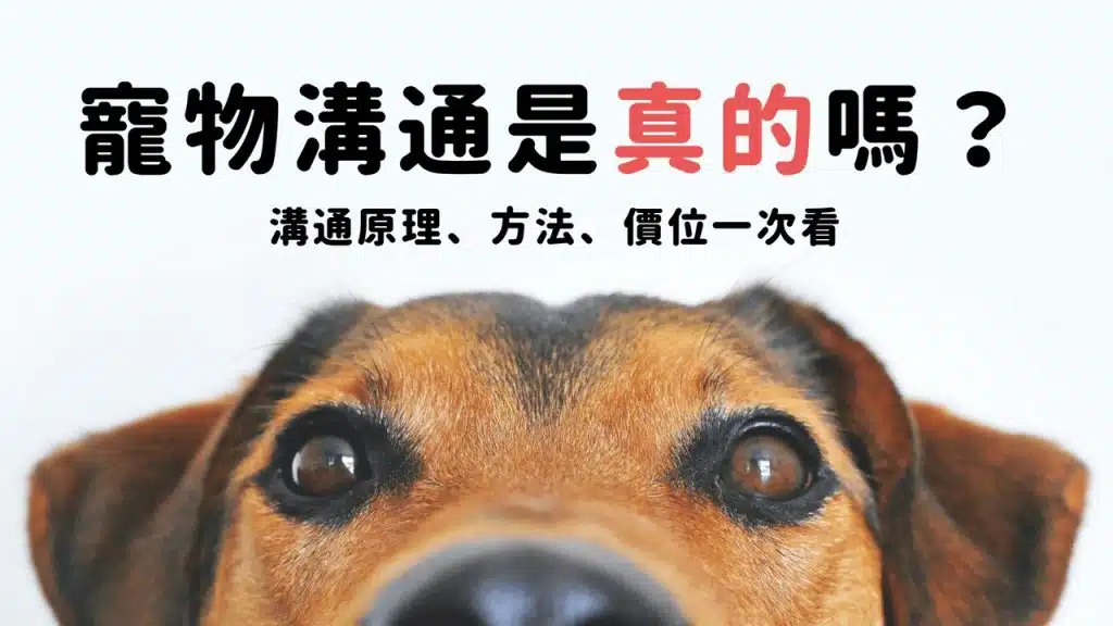 寵物溝通是真的嗎？溝通原理、方法、價位一次看