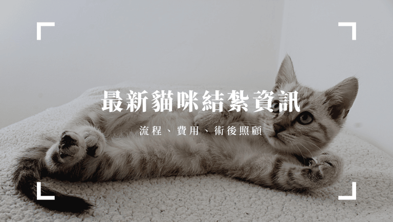 寵物日常 最新貓咪結紮資訊