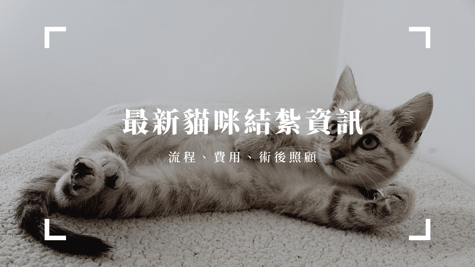 寵物日常 最新貓咪結紮資訊