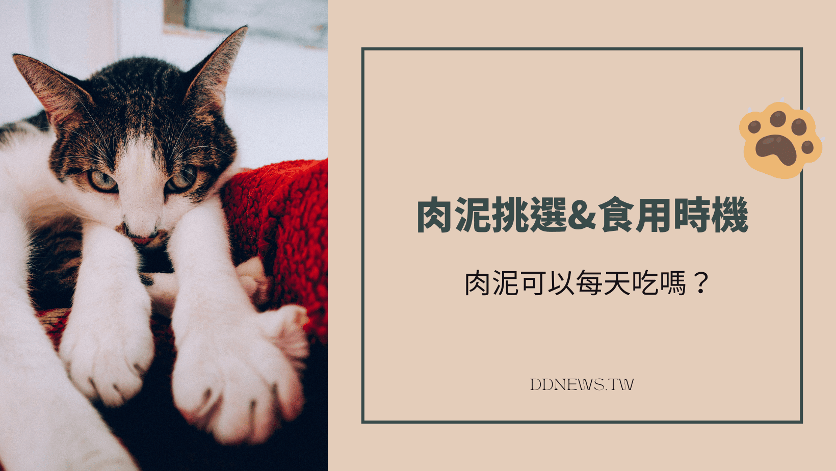 寵物日常 貓肉泥多久吃一次