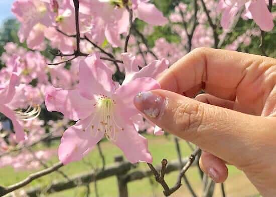 【居家美甲DIY】需備用具及步驟教學,宅家也要美得隨心所欲! 叮咚News|分享新奇與樂趣