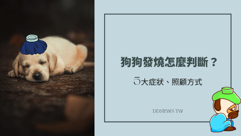 寵物日常 狗狗發燒的症狀