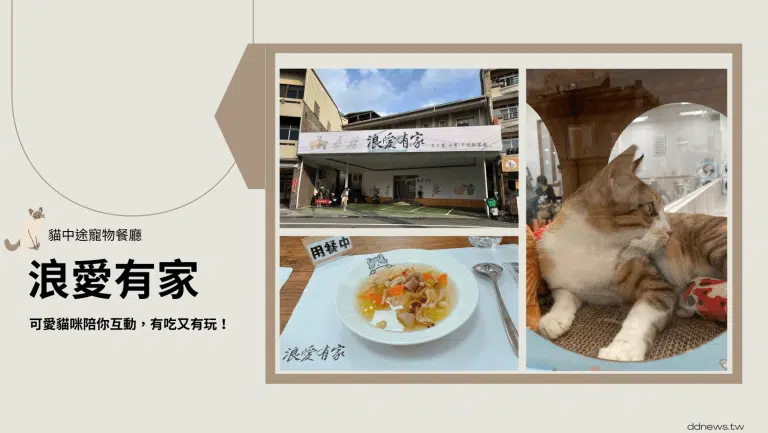 浪愛有家中途貓餐廳｜給貓咪一個溫暖的家，可愛貓咪陪你吃飯，和你一起玩！