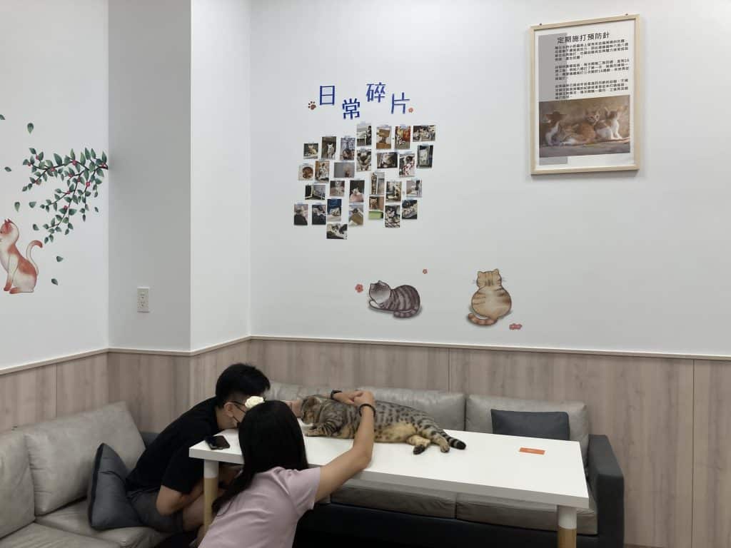 浪愛有家｜貓中途寵物餐廳，可愛貓咪陪你互動，有吃又有玩！