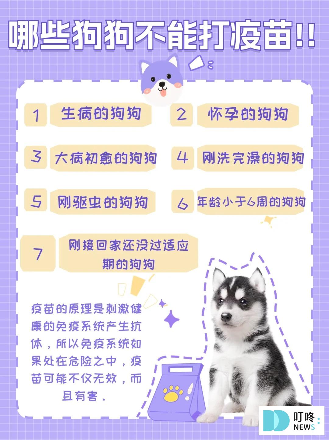 狗狗疫苗接種攻略|狂犬病、萊姆病、十合一疫苗多久打一次?費用怎麼算?成犬疫苗幼犬疫苗 叮咚News|分享新奇與樂趣