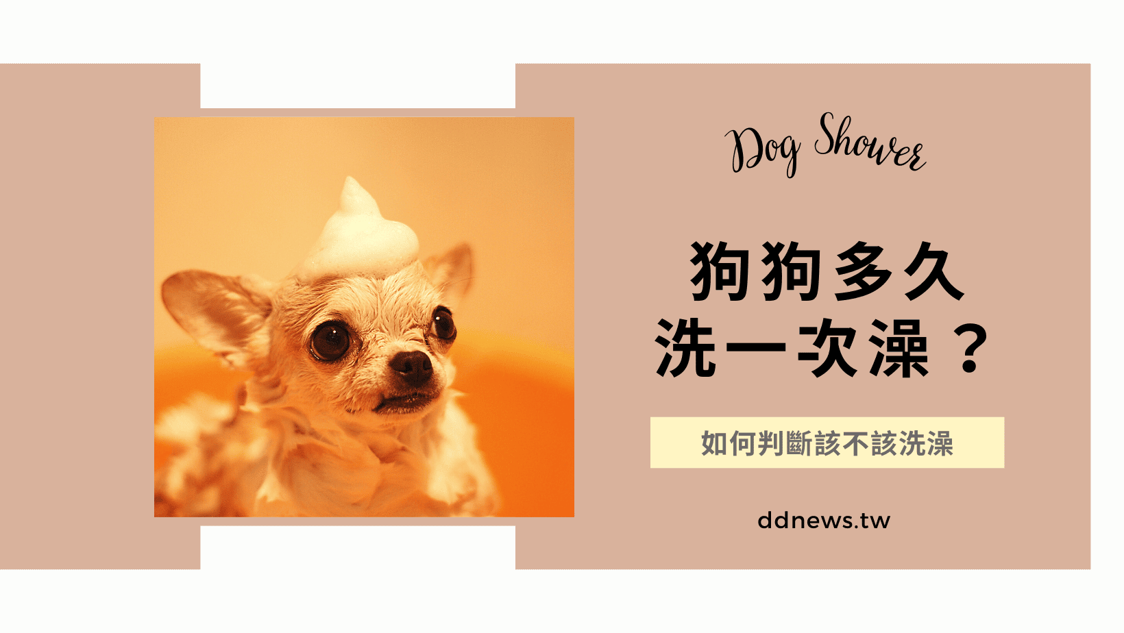 寵物日常 狗狗多久洗一次澡