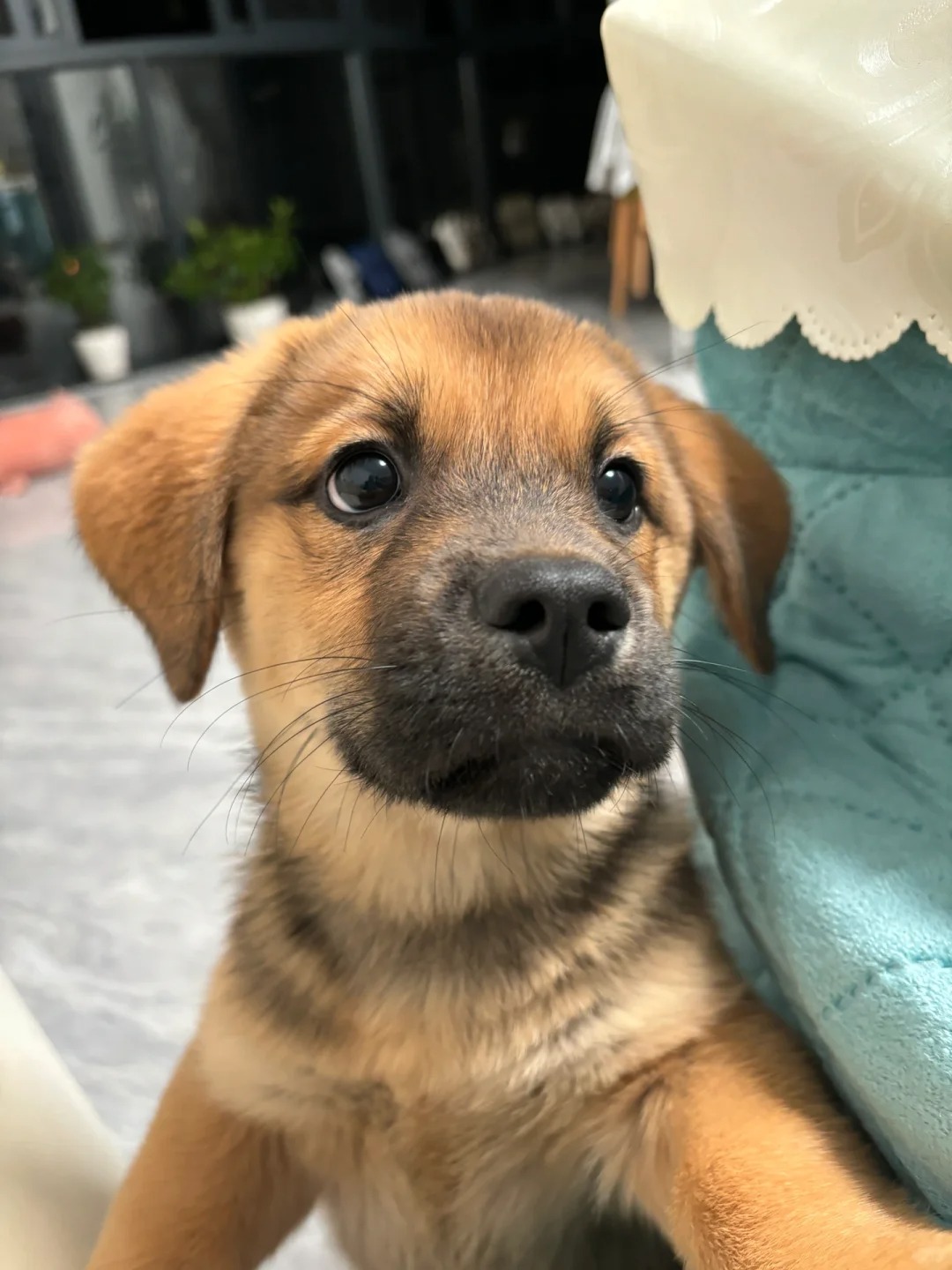 狗狗疫苗