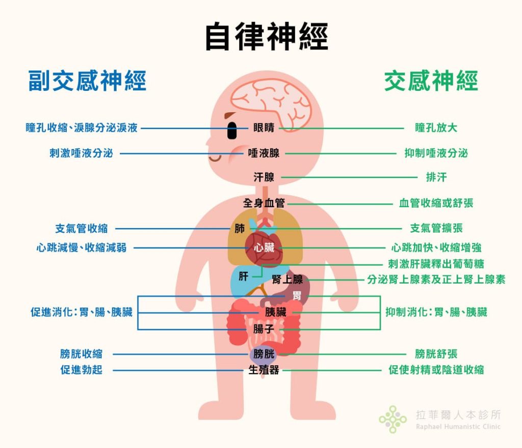 自律神經失調症狀有哪些