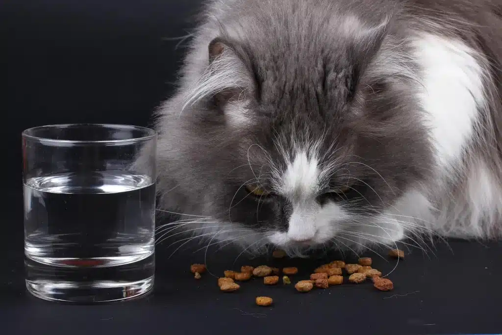 貓咪濕食是什麼?跟乾食差別在哪裡?不可錯過的濕食三大優點! 叮咚News|分享新奇與樂趣